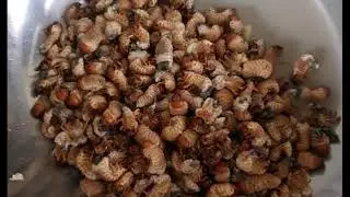 How to catch Beetle Grub aka ABALING...the larva of SALAGUBANG...