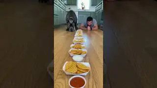 Cane Corso vs Human for Waffle Fries 🍟🐶 | Who Wins? #funny #viralpets #canecorso #1000subscriber