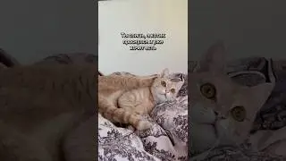 Алло 😻415 база ответьте 😎 #cat #кошки #рыжийкот #юмор