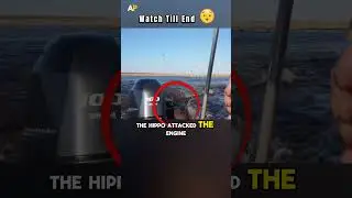 Hippo Chase Surfers Close Call 😱