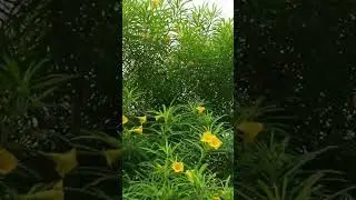 kaner ka ped#trending #viralvideo #plant #viral #shortsfeed #shortvideo #shortsfeed #viralvideo