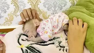 BB DAM Get Comfy By Mom Very Tender Touch His Fur To Comfort