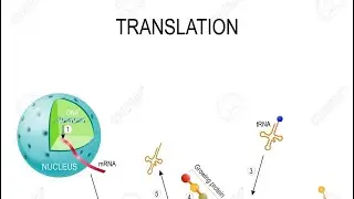 Central Dogma/ Protein Synthesis (Translation Process)