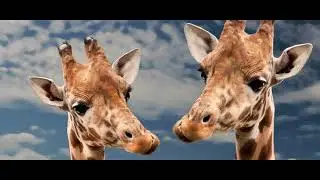 Summary Nonviolent Communication 4 - Empathy