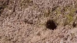 Females of the black-red-light zandbij dig in 🔴