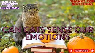 Unlocking the Secret Power of Cats: Can They Sense Your Emotions?