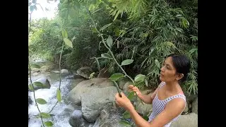 Native Vanilla Bean Pods In The Philippines.
