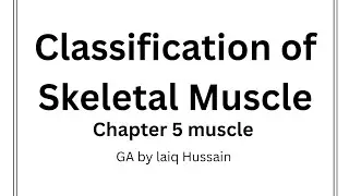 Classification of skeletal muscles made easy