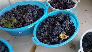 Il vino secondo la tradizione calabrese,da MicheleExpert