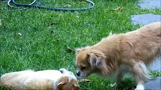nuevo clip gringow 2 enviado