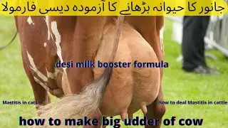 How to increase cow/buffalo milk, Desi Treatment of Mastitis udder , ساڑو کا علاج کیسے کیا جائے,