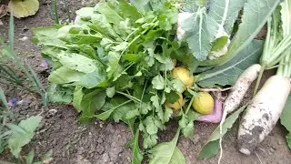 Harvesting fresh and organic vegetables from our kitchen garden #ihavethisthingwithplants #organic