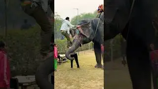 Bahubali stunt | elephant fun park #stuntvideo #stunt #shorts #shortvideo #elephant