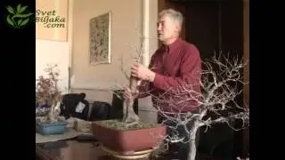 Walter Pall, Belgrade, Acer campestre review #1