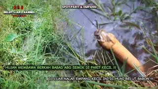 BABAD ABG MONTOK DI PARIT DAN BELUT BABON KUNING @BelutLiar88 #mancingbelut #fishing #eelfishing 