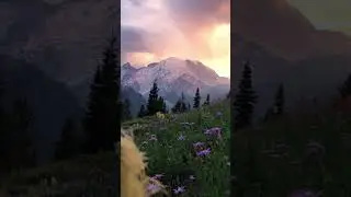 You won't believe what's hiding in the subalpine meadows of Washington state! #shorts #beautiful