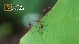 1080p Amazing Nature - Close-up of Red Assassin Bug Nymph marching on the edge of a banana leaf