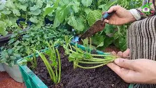 زراعة القزبر والمعدنوس والخس 🥬 لرمضان 2026 😍 في بيتك.. وفر فلوسك واستمتع بالبلدي! 🌿