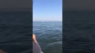 Striped bass limit 20 minutes never enuff