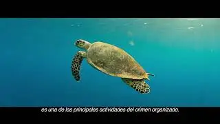 &ldquo;Protecci&oacute;n de los oc&eacute;anos, mares y costas de M&eacute;xico&rdquo;