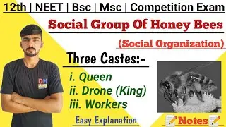 Social Group Of Honey Bees || Social Organization || Ethology || By Dadhich