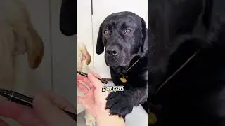 Quand un chien veut se faire tout beau ! 🐶💄#Shorts #foryou