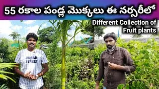 #అలా_ఒకసారి_నర్సరీ_చూసొద్దాం_రండి, #Garden_market