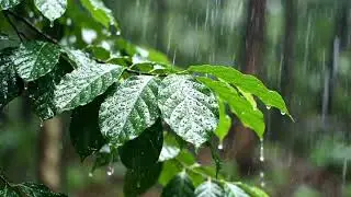 Forest Rain Sounds | No Music | Sleep | 1 hour