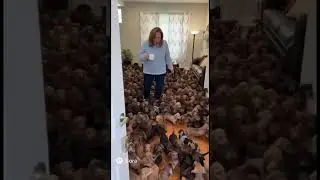 Когда ваш ребенок приносит домой 1000 такс&hellip; БЕСПЛАТНО 🐶😱