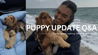 Cocker Spaniel Puppy Q&A (2 Months Update) 🐶 | Training, Routine & Breeder Tips