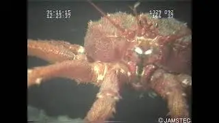 Neolithodes nipponensis [FILM | JAPAN] 15/1/1991