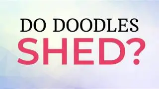 Do Goldendoodles and Labradoodles Shed?