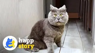 Fedja the Cartoon Cat: A Real-Life Miracle! 🐱| HAPP