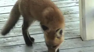 Fox pups 