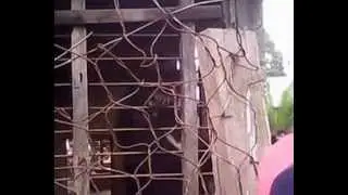 A Great bear dancing and making others afraid of Jhamunkhadi, Nepal.