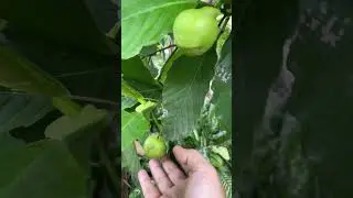 Katmon, Philippine Native Fruit