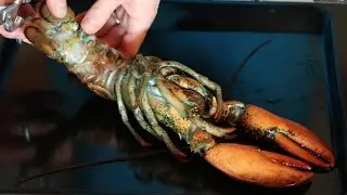 Come pulire un'ASTICE congelata surgelata decongelata tagliare e aprire un astice una astice