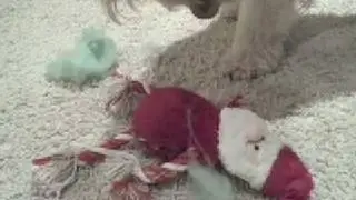Penny the Goldendoodle Guts a Stuffed Santa