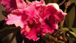 Orchid Blc Ana Maria Braga. - time lapse