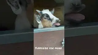 Bleating baby goats