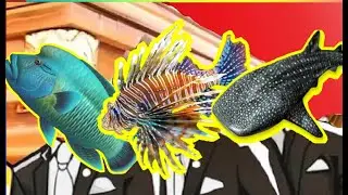 Napoleon Fish Vs Lion Fish Vs Whale Shark - Coffin Dance X Baby Shark COVER