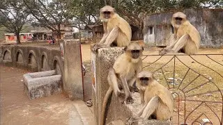 A Whole Langur Family Sitting Calmly Like Humans 😲🐒 | Rare Wildlife Moment!
