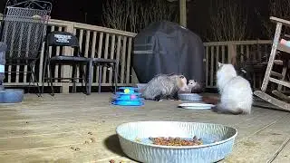 Straycat (who ate the Cat Food) 2 opossums?????? 🐈🐱🦥🦥@crittertime308 #opossum #cat #wildlife #fyp 