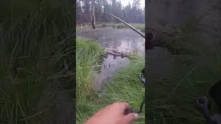 That satisfying *thwack* of the line hitting the water. Pure serenity found right here! 🎣