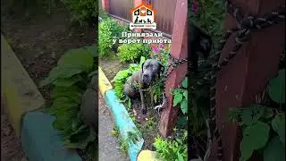 КОРСО КОМАНДА МОСКВЫ#canecorso