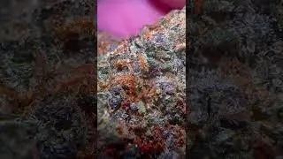 Gelato OG Close Up!