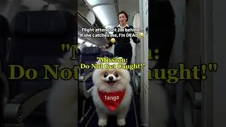&ldquo;The Bag Started Moving on the Plane&hellip; And a Dog Came Out LOL 🐶✈️😂&rdquo;#tanga #funny #cutedog
