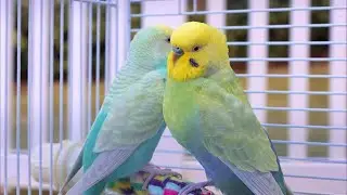 Budgie Breeding Pairs of 2021