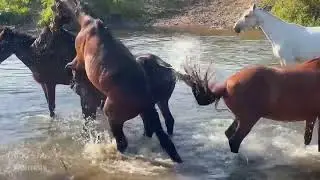 Strength and Tenderness: How Horses Communicate