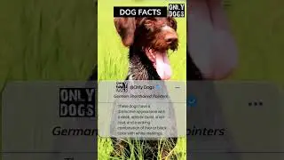Athletic Build and Distinctive Coat #shorts #dog #facts #germandogs